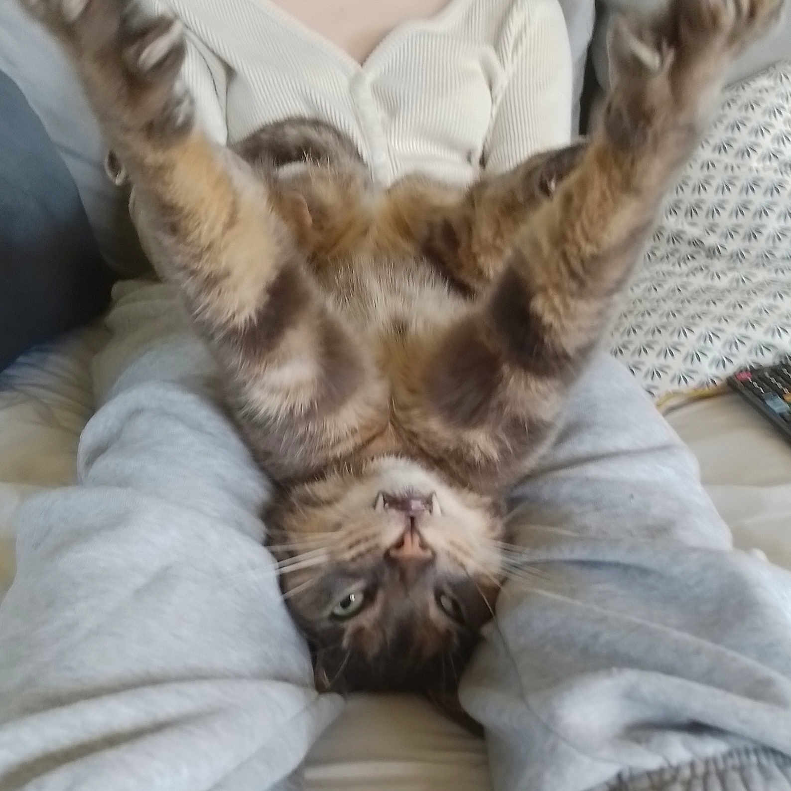 Oscar participe au concours pour gagner de l'argent avec cette photo : casual_clothing, cat, couch, cozy, fangs, feline, fur, gray_pants, home, indoor, legs, patterned_pillow, paws, person, pet, playful, relaxed, sitting, upside_down, whiskers
