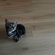 Binx is registered to the contest to win money with this photo: kitten, cat, tabby, pet, animal, indoor, wooden_floor, whiskers, curious, small, cute, feline, young, striped, domestic_cat, flooring, looking_up, sitting, fur, ears