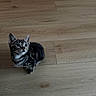 kitten, cat, tabby, pet, animal, indoor, wooden_floor, whiskers, curious, small, cute, feline, young, striped, domestic_cat, flooring, looking_up, sitting, fur, ears
