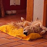 Nouchka participe au concours pour gagner de l'argent avec cette photo : bedding, carnivore, comfort, companion_dog, curtain, dog, dog_breed, fawn, felidae, floor, flooring, fur, hardwood, linens, nap, plastic_bag, room, sporting_group, wood, wood_flooring