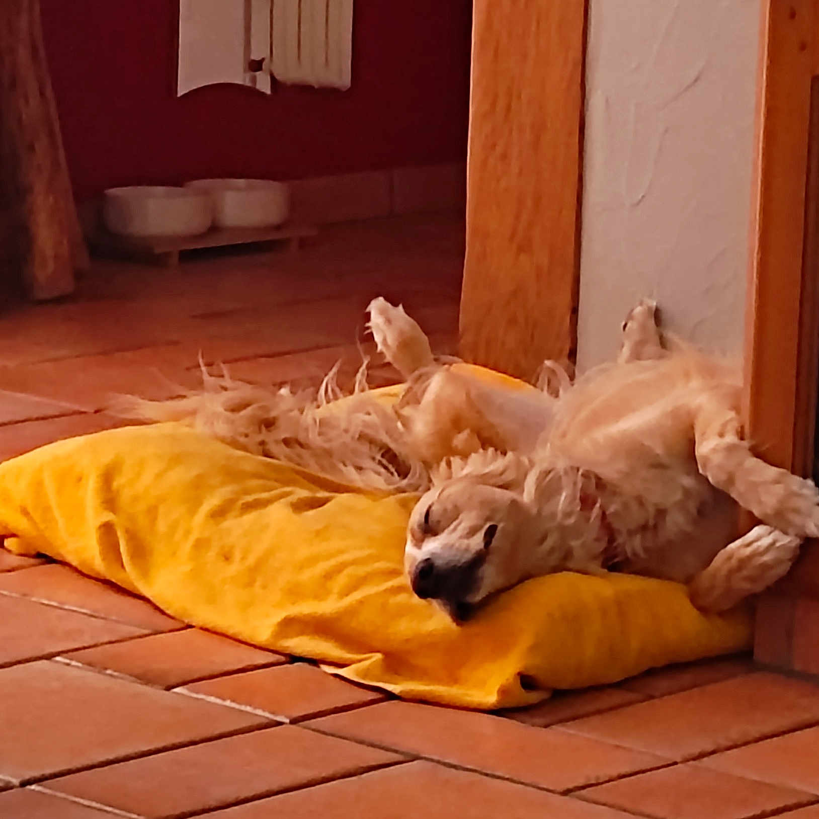 Nouchka participe au concours pour gagner de l'argent avec cette photo : bedding, carnivore, comfort, companion_dog, curtain, dog, dog_breed, fawn, felidae, floor, flooring, fur, hardwood, linens, nap, plastic_bag, room, sporting_group, wood, wood_flooring