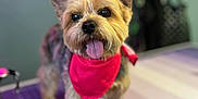 Penny Lane is registered to the contest to win money with this photo: dog, small_dog, yorkshire_terrier, pet, bandana, tongue_out, grooming_table, grooming, close_up, portrait, blurred_background, shallow_depth_of_field, leash, fur, ears, brown_eyes, cute, indoor, paw, nose