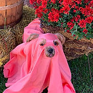 Penny Lane is registered to the contest to win money with this photo: dog, small_dog, pet, pink_cloth, fabric, red_flowers, flowers, flower_basket, hay, wooden_bucket, grass, outdoor, portrait, cute, muzzle, ears, nose, tongue, autumn_decor, playful_costume