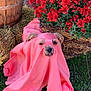 dog, small_dog, pet, pink_cloth, fabric, red_flowers, flowers, flower_basket, hay, wooden_bucket, grass, outdoor, portrait, cute, muzzle, ears, nose, tongue, autumn_decor, playful_costume