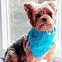 Penny Lane joined the competition — help win amazing prizes! dog, yorkshire_terrier, small_dog, bandana, blue_bandana, elephant_pattern, windowsill, window, towel, blanket, indoor, pet, fur, tongue_out, sitting, harness, portrait, sunlight, close_up, cute