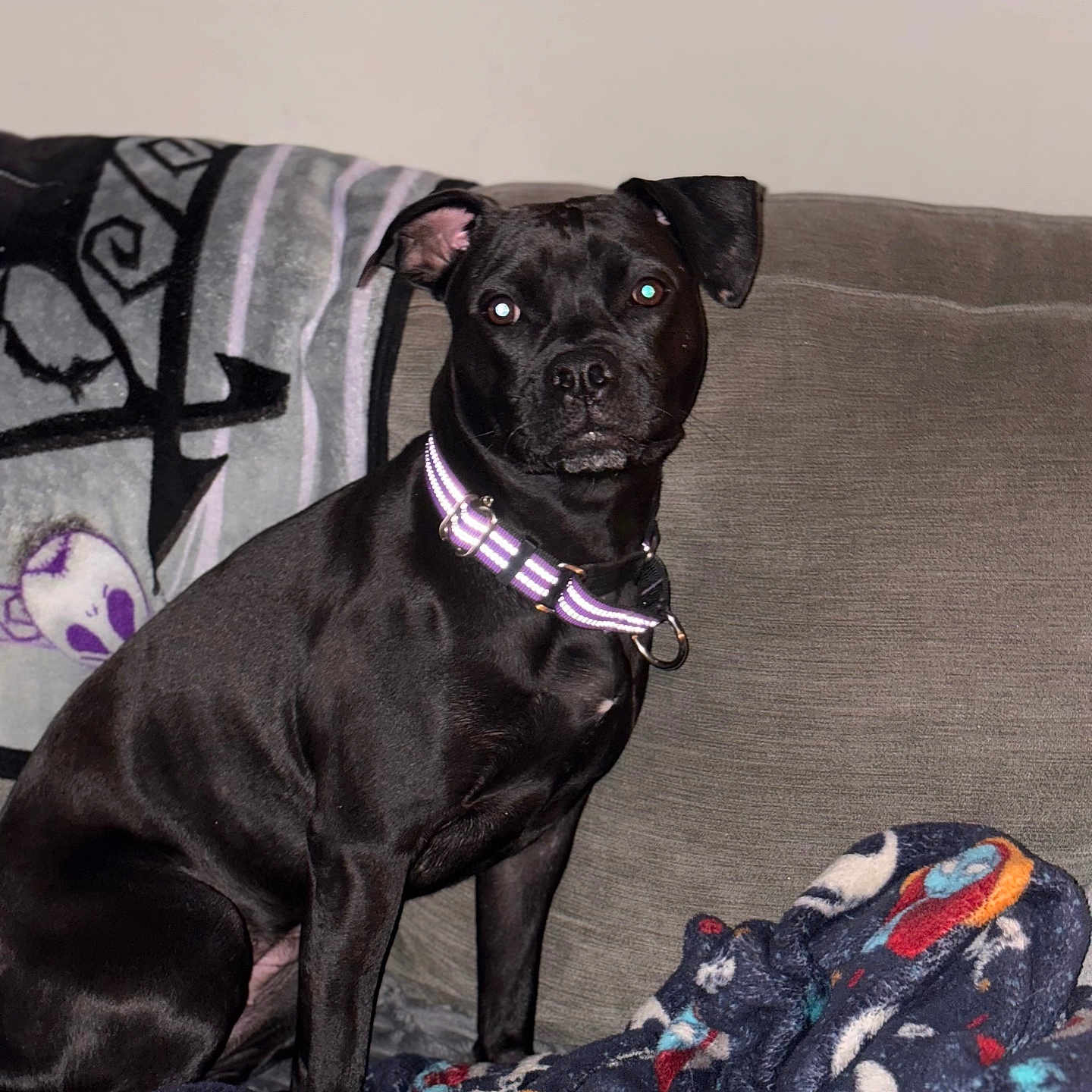 Zoe joined the competition — help win amazing prizes! animal, architecture, blanket, boxer, building, bulldog, canine, couch, cushion, dog, frenchbulldog, furniture, homedecor, labradorretriever, linen, pet, pitbull, pug, puppy, quilt