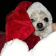 Keke is registered to the contest to win money with this photo: dog, small_dog, white_dog, blanket, red_blanket, cozy, cute, pet, fur, nose, animal, wrapped, portrait, indoors, closeup, face, snuggle, warm, holiday, comfort