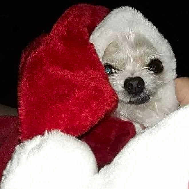Keke is registered to the contest to win money with this photo: dog, small_dog, white_dog, blanket, red_blanket, cozy, cute, pet, fur, nose, animal, wrapped, portrait, indoors, closeup, face, snuggle, warm, holiday, comfort