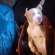 Lilli joined the competition — help win amazing prizes! puppy, dog, sleeping, purse, bag, brown_purse, leather, cute, pet, small_dog, domestic_animal, ears, pink_nose, closed_eyes, relaxed, indoor, sofa, blue_cloth, portrait, cozy