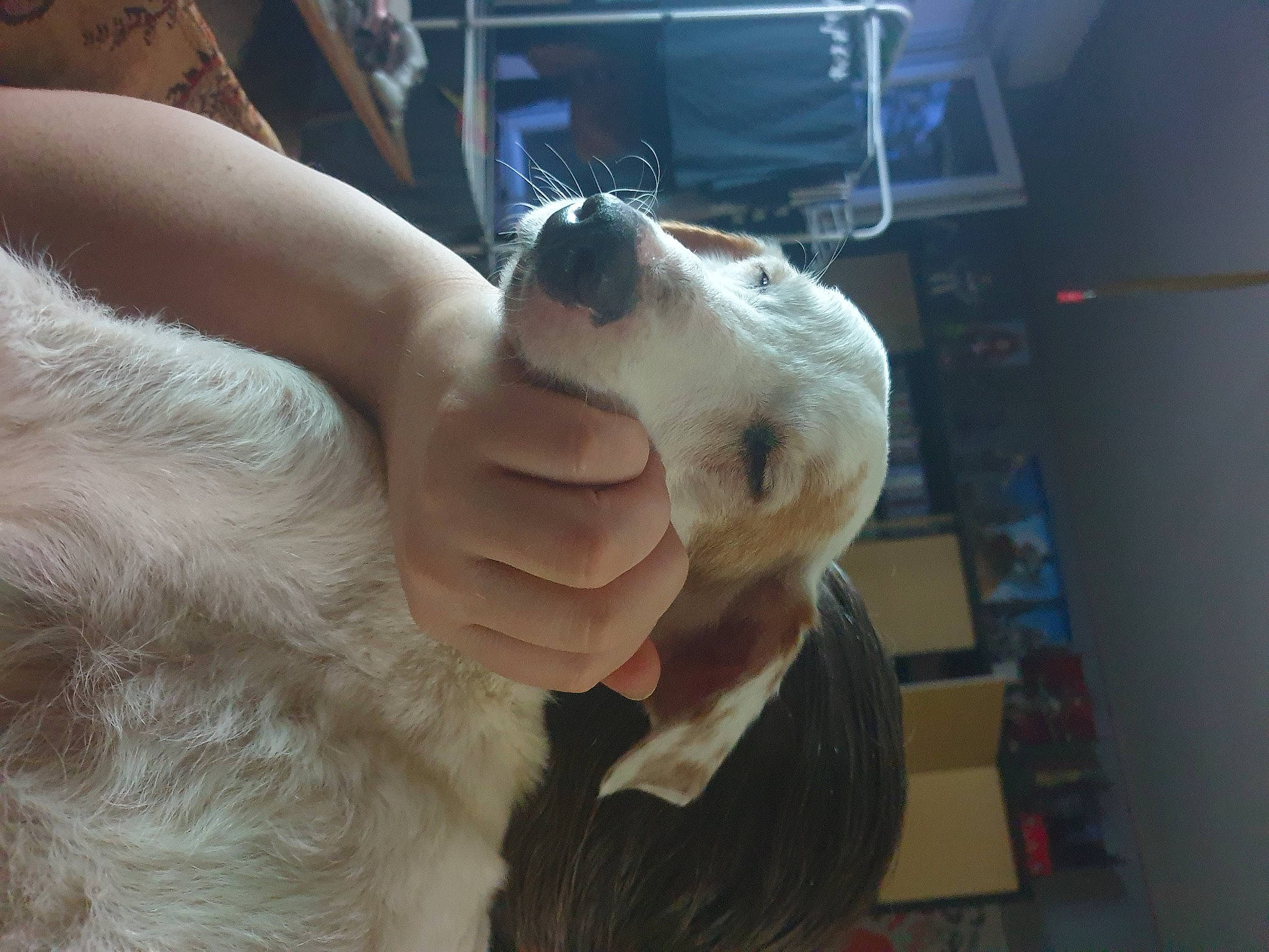 Cookie participe au concours pour gagner de l'argent avec cette photo : barn_owl, canidae, carnivore, claw, companion_dog, dog_breed, fawn, felidae, fur, gesture, nail, paw, small_to_medium_sized_cats, snout, sporting_group, whiskers, working_animal