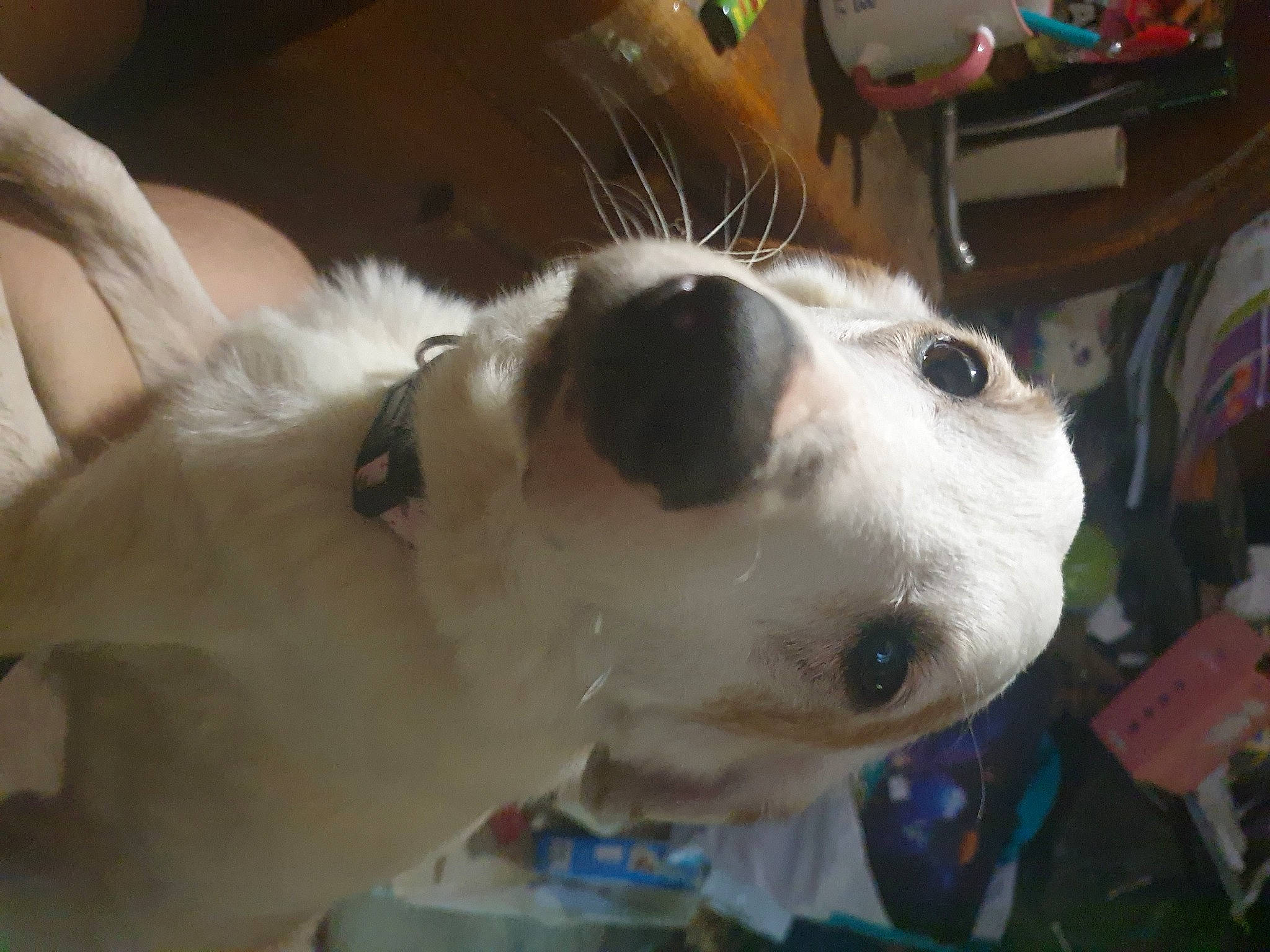 Cookie participe au concours pour gagner de l'argent avec cette photo : canidae, carnivore, collar, companion_dog, dog, dog_breed, dog_collar, fawn, fur, non_sporting_group, pet_supply, snout, sporting_group, whiskers, working_animal, working_dog