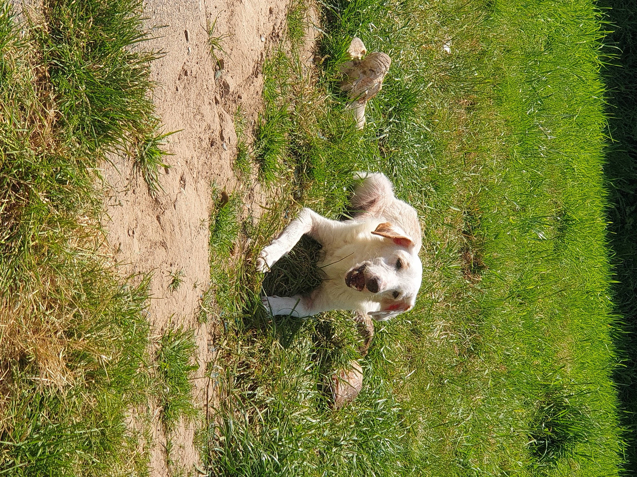 Cookie a rejoint le concours — aidez-le/la à gagner de superbes lots ! ball, canidae, carnivore, companion_dog, dog, dog_breed, fawn, field, grass, grassland, hunting_dog, landscape, non_sporting_group, pasture, plant, shrub, soil, sporting_group, tail, tree