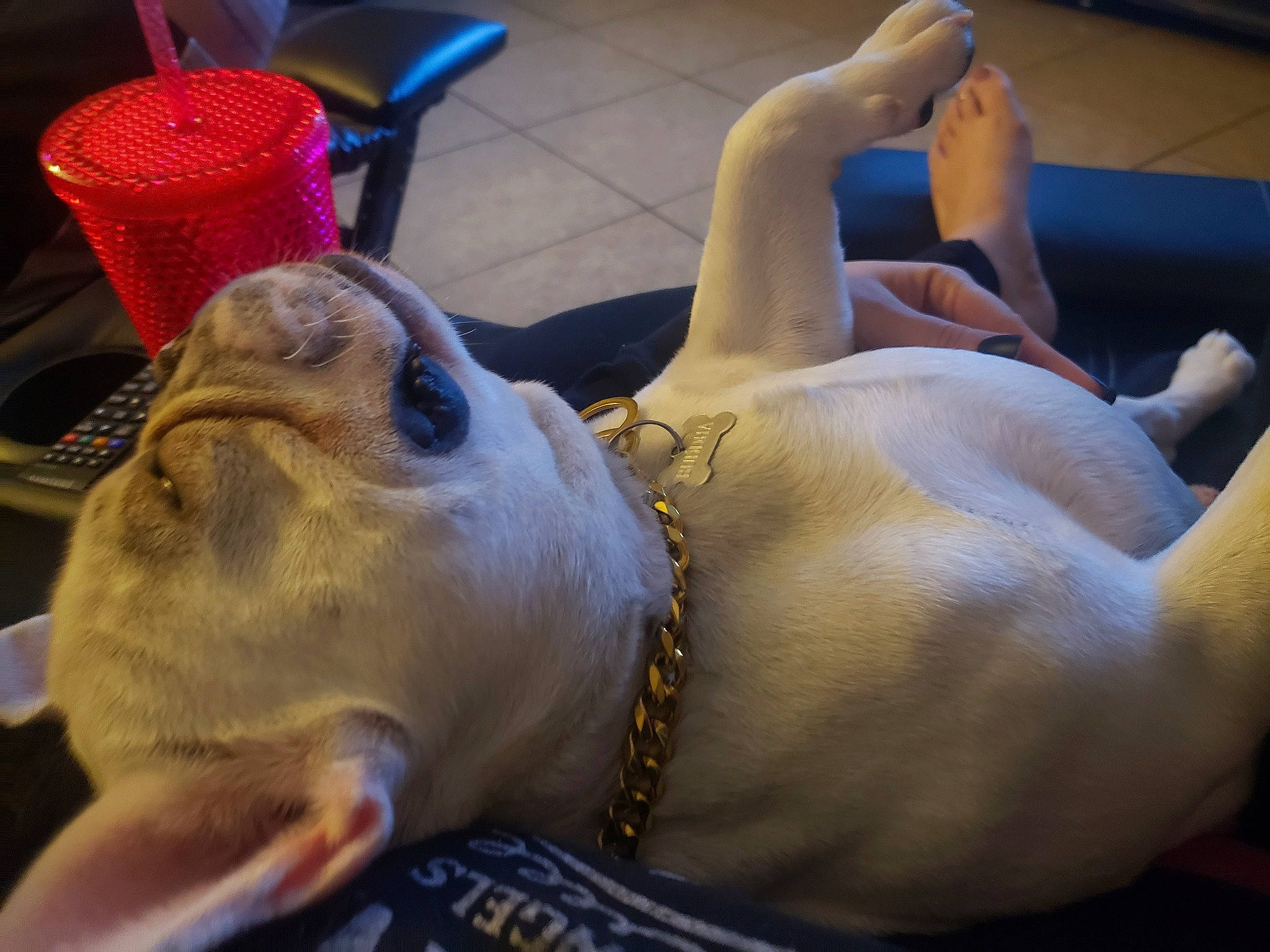 Buddha is registered to the contest to win money with this photo: american_pit_bull_terrier, american_staffordshire_terrier, bull_terrier, canidae, carnivore, dog, dog_breed, ear, fawn, french_bulldog, non_sporting_group, puppy, snout, sporting_group