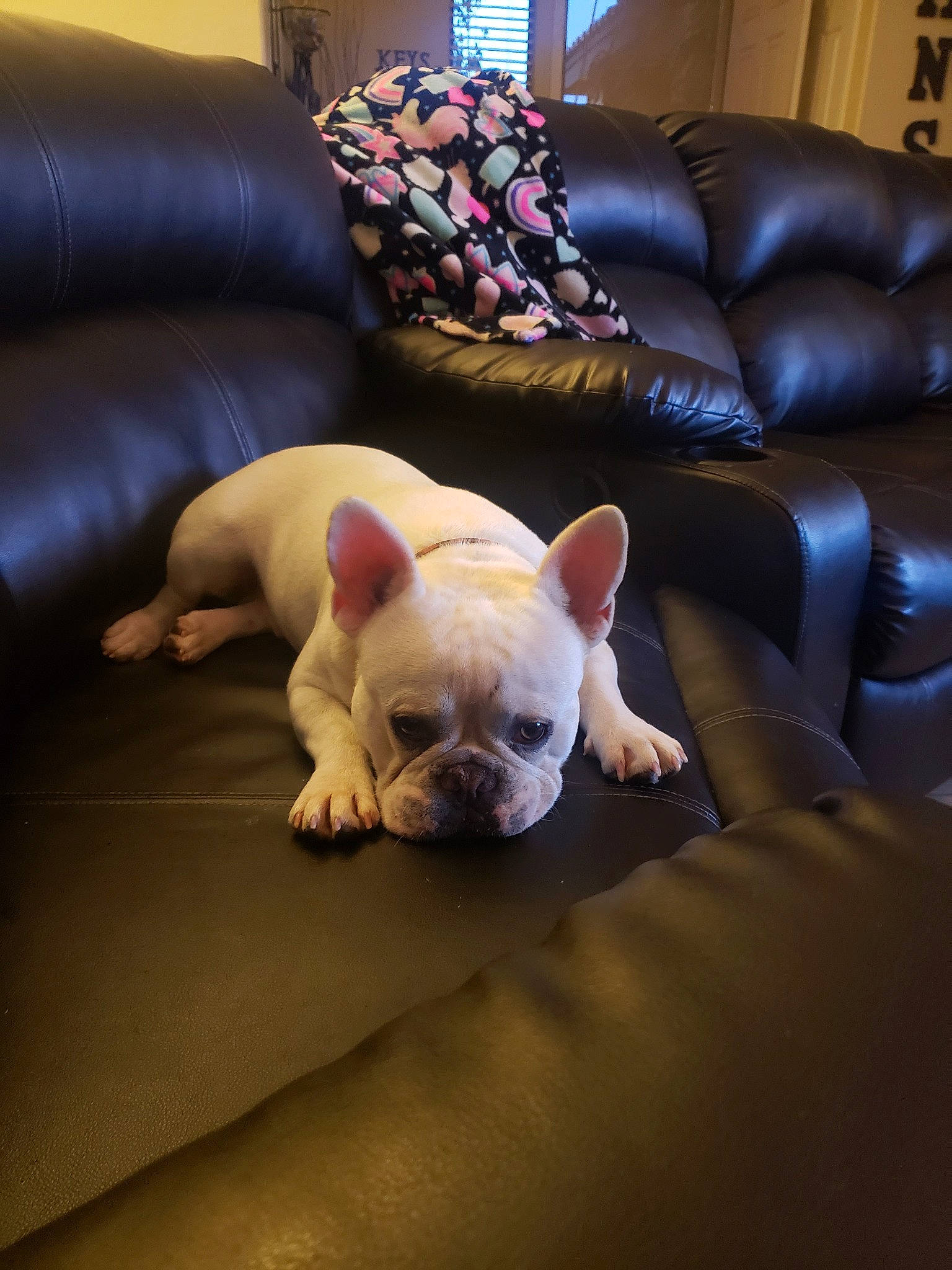 Buddha joined the competition — help win amazing prizes! american_bulldog, bulldog, canidae, carnivore, companion_dog, couch, dog, dog_breed, fawn, french_bulldog, furniture, mammal, nap, non_sporting_group, puppy, snout, toy_bulldog, toy_dog, vertebrate