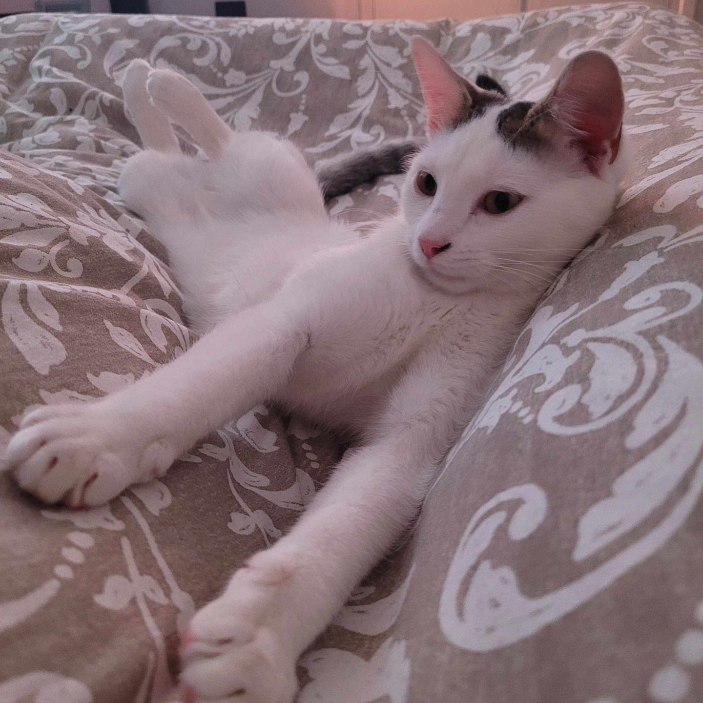 Apo a rejoint le concours — aidez-le/la à gagner de superbes lots ! abyssinian, animal, bed, bedroom, blanket, cat, couch, cushion, electronics, furniture, homedecor, indoors, kitten, linen, manx, person, pet, quilt, room, sleeping