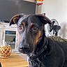Hasko participe au concours pour gagner de l'argent avec cette photo : dog, indoor, table, wooden_table, fan, television, decor, pet, black_dog, tan_dog, collar, curious, animal, living_room, furniture, household, canine, portrait, domestic, looking
