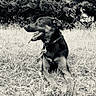 Hasko a rejoint le concours — aidez-le/la à gagner de superbes lots ! dog, animal, grass, outdoor, nature, pet, canine, tongue_out, collar, black_and_white, field, resting, happy, fur, muzzle, ears, eyes, leaves, shrubbery, daylight