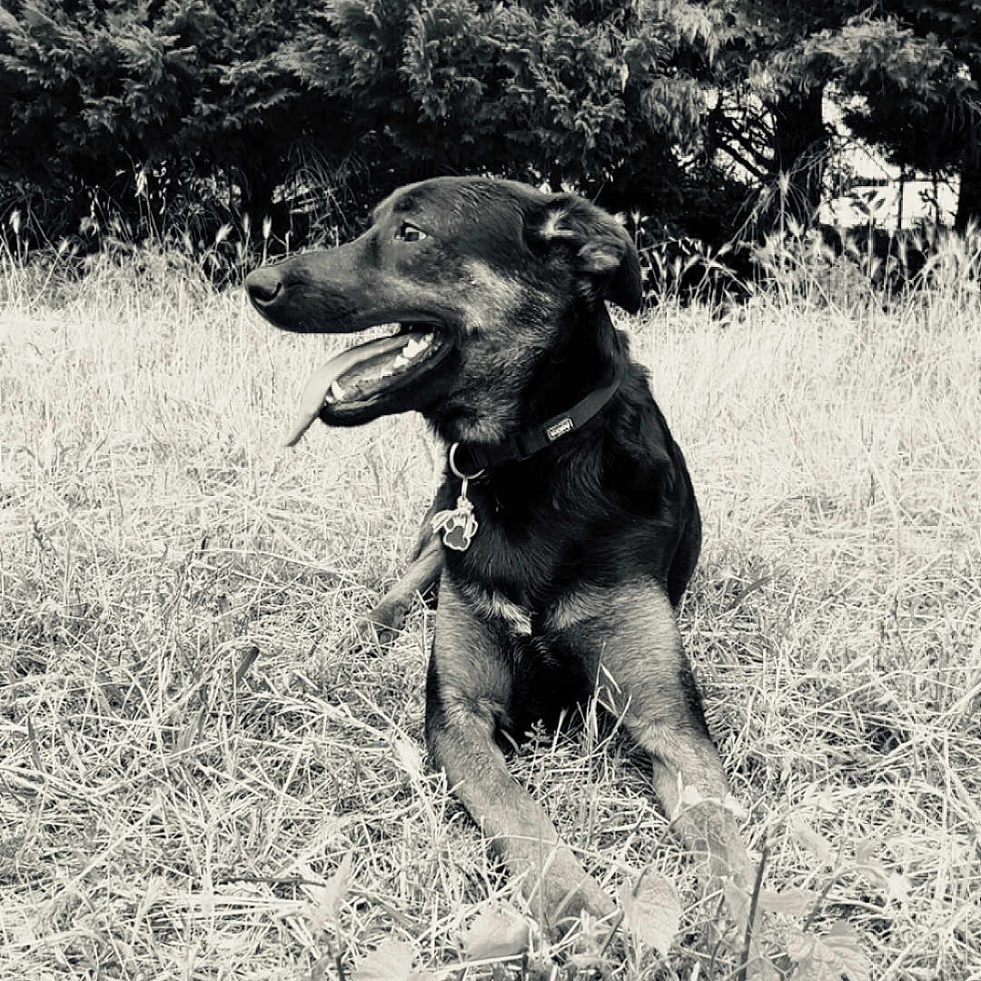 Hasko