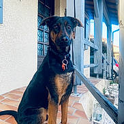 Hasko participe au concours pour gagner de l'argent avec cette photo : dog, porch, tile_floor, wooden_railing, door, wall, decorative_lizard, outdoor, pet, sitting, collar, leash_ring, window, sunlight, shadow, plant_pot, car, residential, architecture, calm