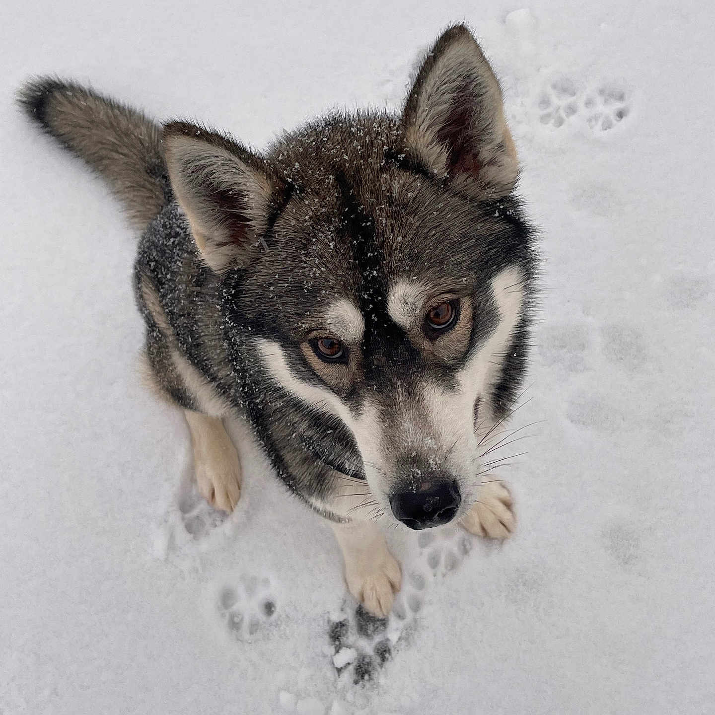 Hayko participe au concours pour gagner de l'argent avec cette photo : animal, art, blizzard, canine, dog, drawing, eskimodog, footprint, fox, husky, nature, outdoors, pet, puppy, redwolf, snout, snow, storm, winter, wolf