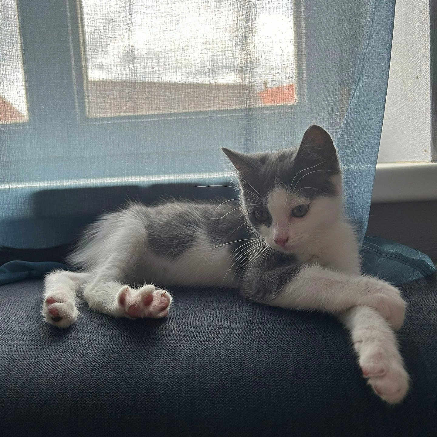 Vaïna a rejoint le concours — aidez-le/la à gagner de superbes lots ! abyssinian, animal, bed, cat, chair, couch, cushion, face, furniture, head, homedecor, indoors, kitten, manx, person, pet, photography, portrait, sleeping, window