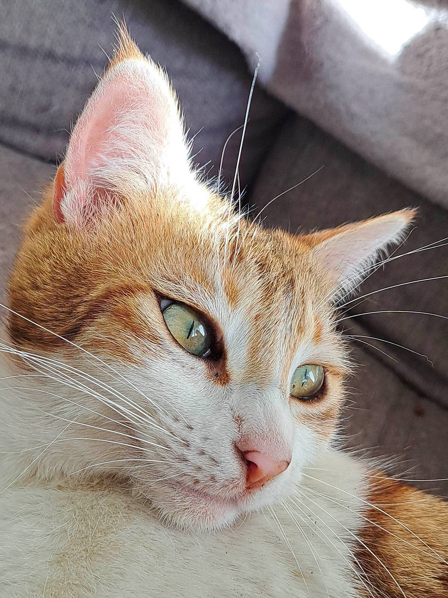 Nomi a rejoint le concours — aidez-le/la à gagner de superbes lots ! carnivore, cat, cat_supply, domestic_short_haired_cat, ear, fawn, felidae, fur, paw, small_to_medium_sized_cats, snout, tail, terrestrial_animal, whiskers, window