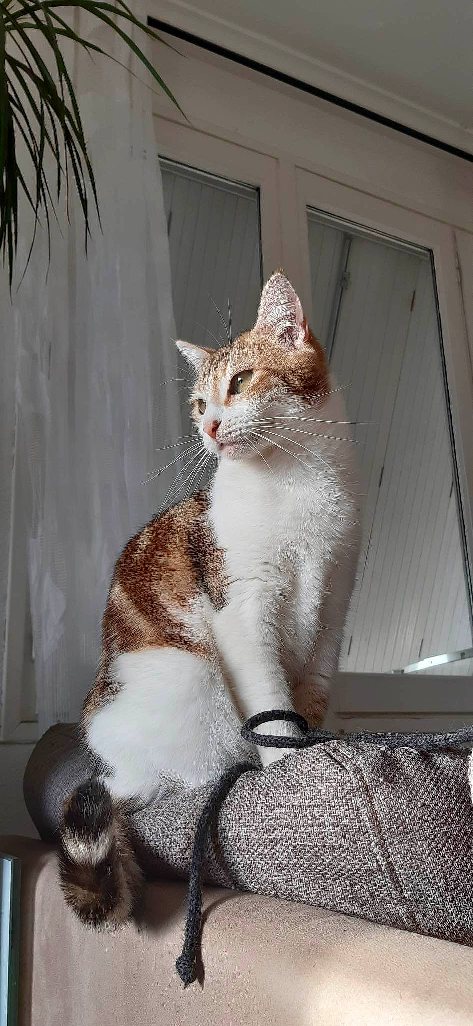 Nomi a rejoint le concours — aidez-le/la à gagner de superbes lots ! carnivore, cat, claw, comfort, domestic_short_haired_cat, door, fawn, felidae, foot, fur, human_leg, paw, sitting, small_to_medium_sized_cats, snout, tail, terrestrial_animal, whiskers, window, wood