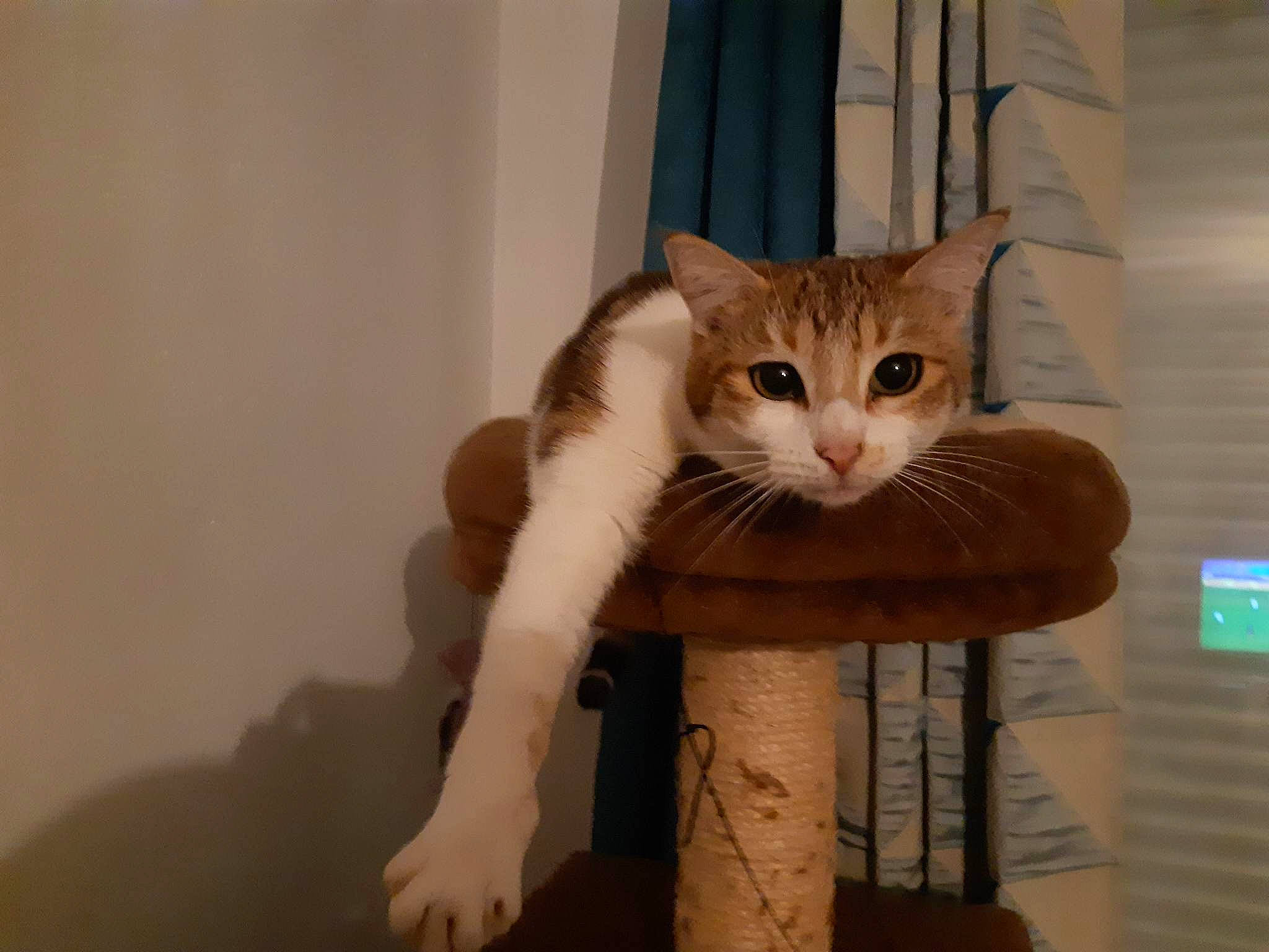 Nomi participe au concours pour gagner de l'argent avec cette photo : box, cardboard, carnivore, cat, comfort, domestic_short_haired_cat, fawn, felidae, fur, hardwood, paw, shipping_box, small_to_medium_sized_cats, snout, tail, whiskers, window, wood