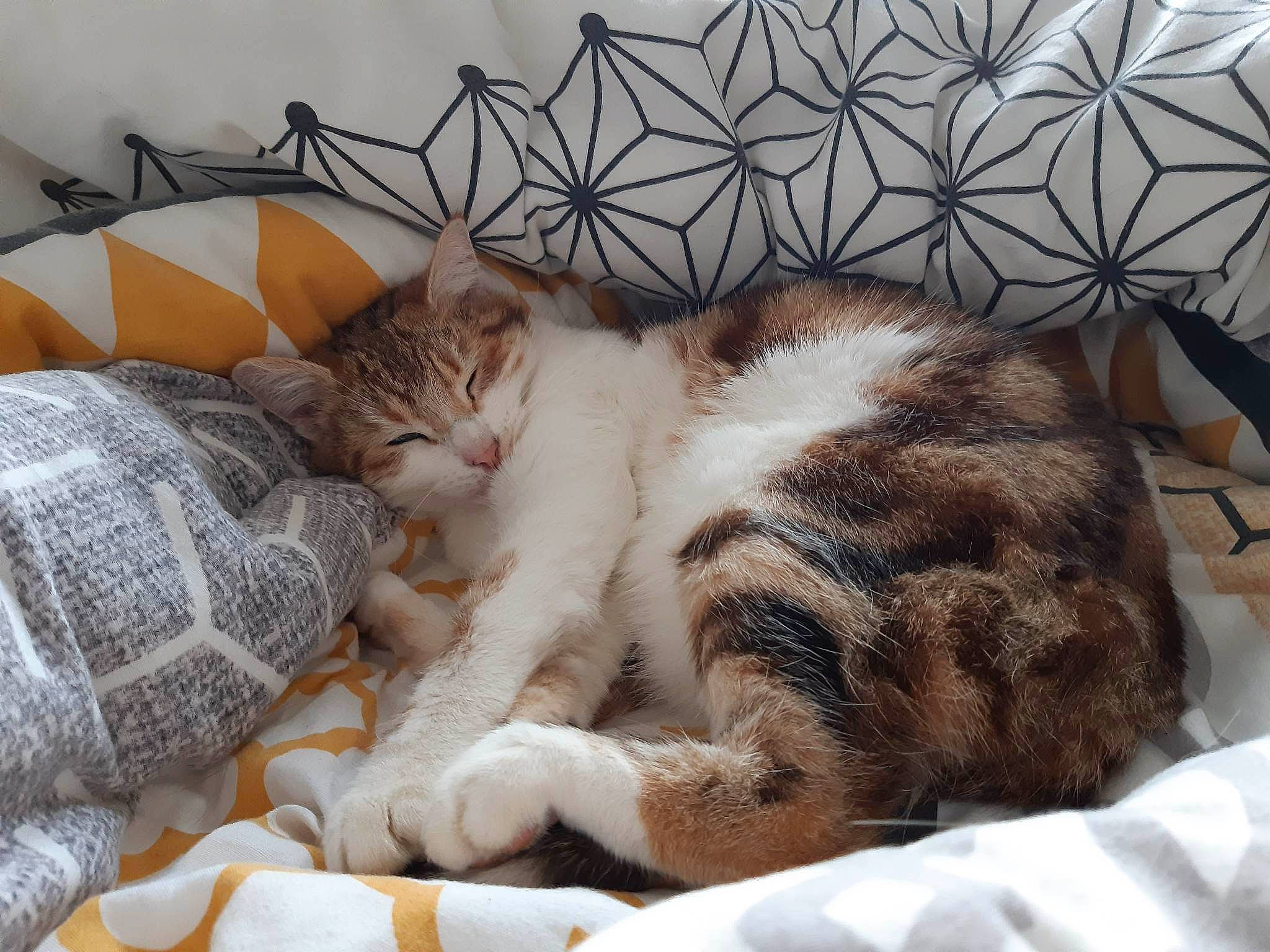 Nomi participe au concours pour gagner de l'argent avec cette photo : bed, bedding, blanket, carnivore, cat, claw, comfort, couch, domestic_short_haired_cat, fawn, felidae, fur, linens, nap, paw, room, sleep, small_to_medium_sized_cats, tail, whiskers