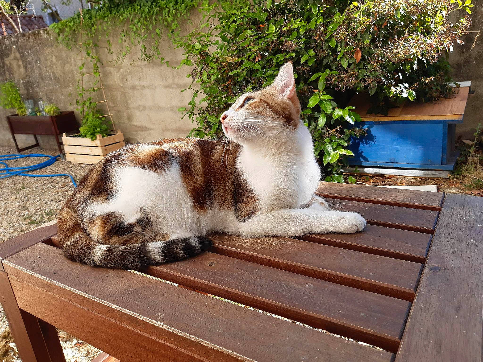 Nomi participe au concours pour gagner de l'argent avec cette photo : carnivore, cat, comfort, eye, fawn, felidae, flowerpot, fur, grass, hardwood, outdoor_furniture, plant, small_to_medium_sized_cats, snout, tail, terrestrial_animal, tree, whiskers, window, wood