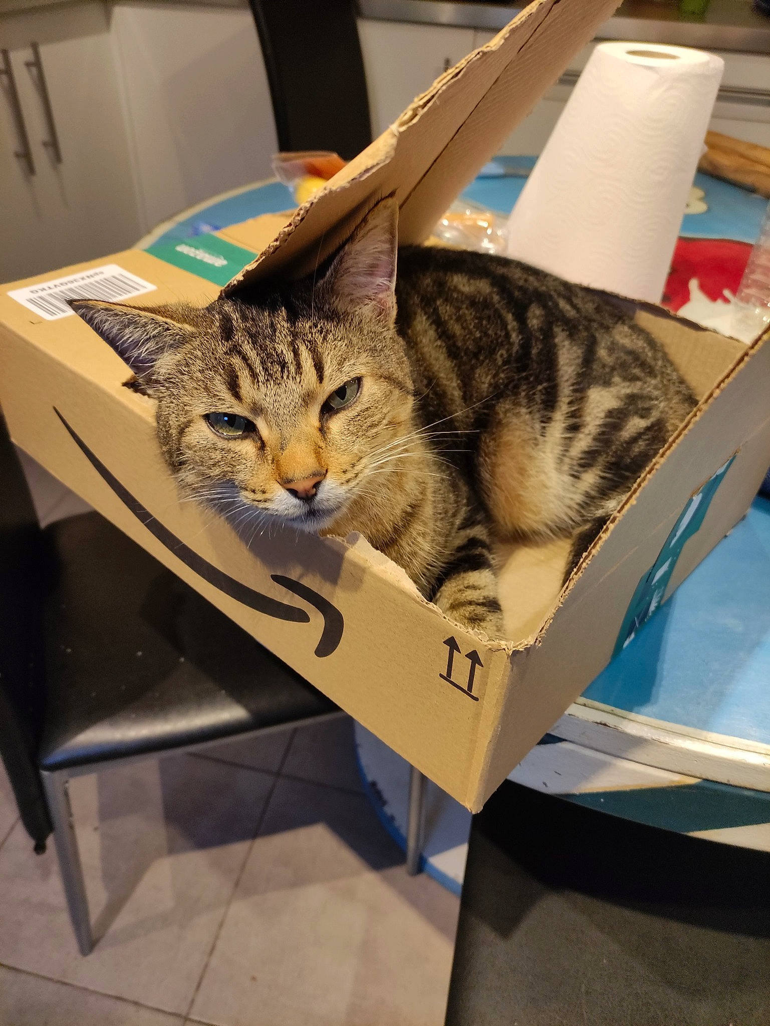 Nuka a rejoint le concours — aidez-le/la à gagner de superbes lots ! bag, box, cardboard, carnivore, cat, comfort, domestic_short_haired_cat, eyewear, felidae, fur, metal, military_camouflage, packaging_and_labeling, paper, paper_product, paper_towel, sitting, small_to_medium_sized_cats, whiskers