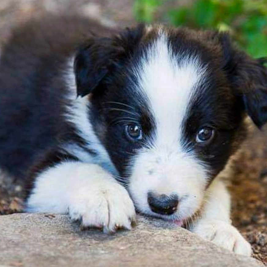 Hitchy participe au concours pour gagner de l'argent avec cette photo : animal, ball, bostonbull, bulldog, canine, cockerspaniel, collie, dog, football, hound, husky, pet, puppy, saintbernard, snout, soccer, soccerball, sport, terrier, whitedog