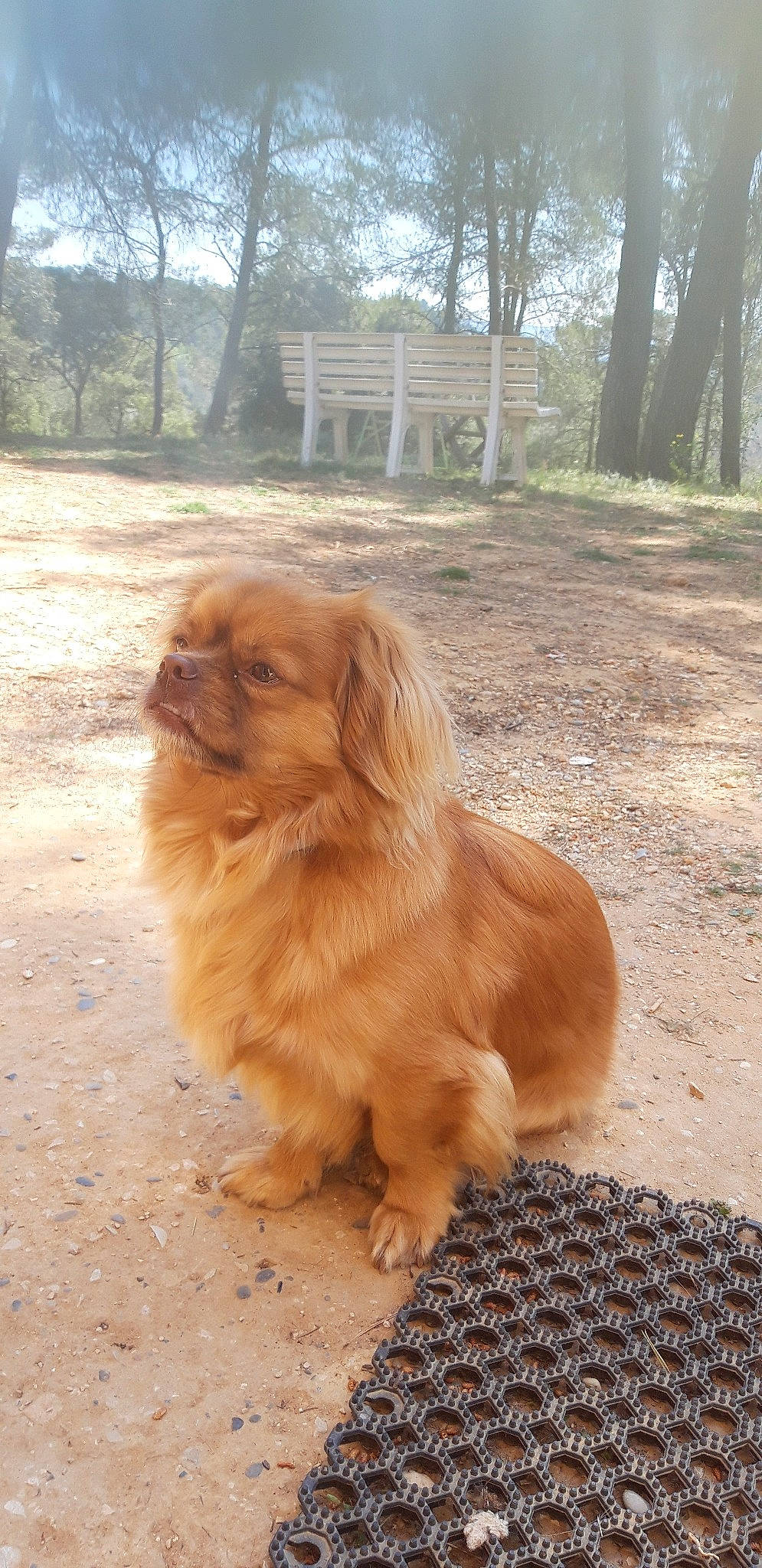 Néo participe au concours pour gagner de l'argent avec cette photo : canidae, carnivore, chinese_imperial_dog, companion_dog, dog, dog_breed, fawn, liver, mammal, pekingese, rare_breed_dog, sporting_group, tibetan_spaniel, toy_dog, vertebrate