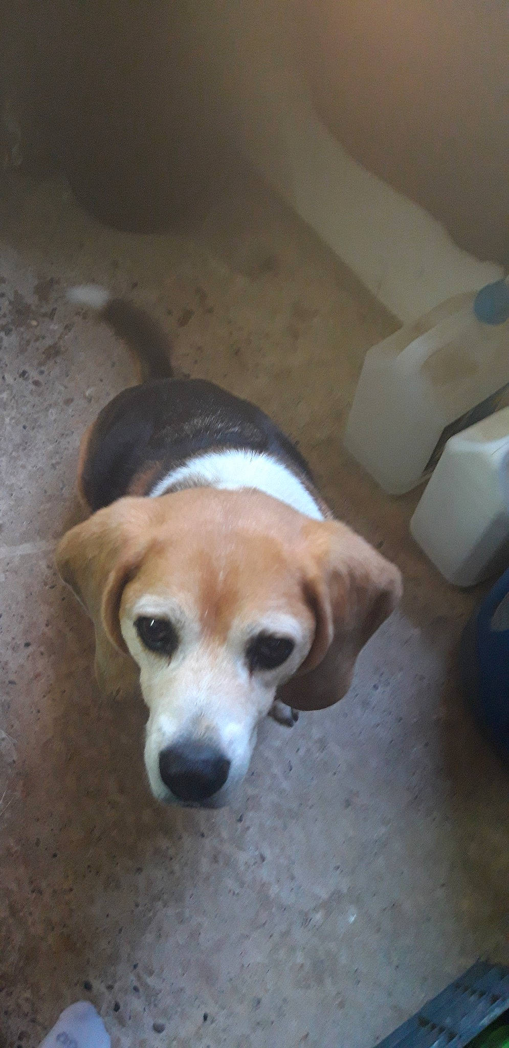 Daphné participe au concours pour gagner de l'argent avec cette photo : american_foxhound, beagador, beagle, beagle_harrier, canidae, carnivore, companion_dog, dog, dog_breed, estonian_hound, fawn, harrier, mammal, nose, rare_breed_dog, scent_hound, snout, sporting_group, street_dog, vertebrate