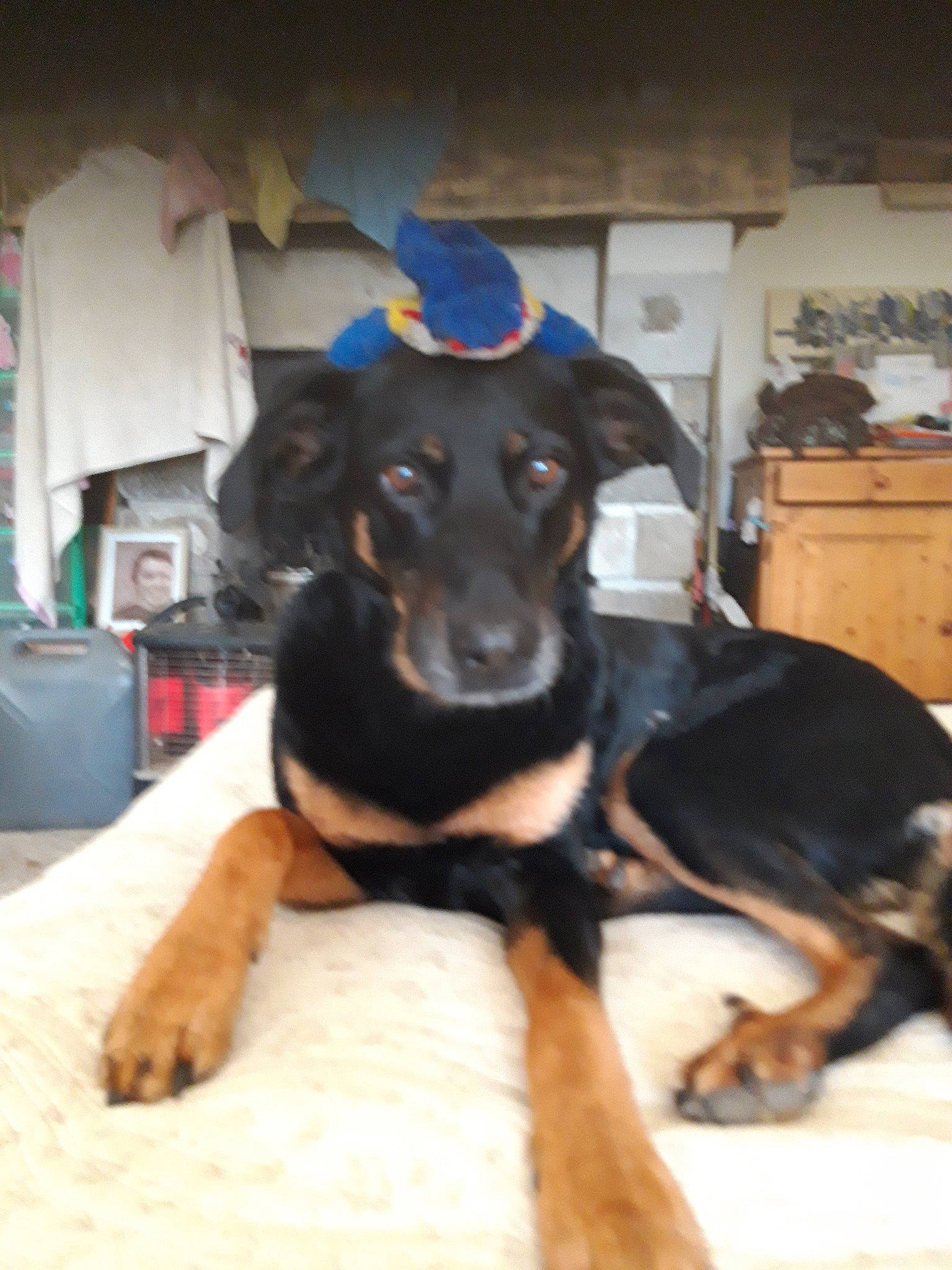 Easy participe au concours pour gagner de l'argent avec cette photo : beagador, beauceron, black_and_tan_terrier, canidae, carnivore, dog, dog_breed, fawn, german_pinscher, guard_dog, huntaway, hunting_dog, mammal, puppy, rare_breed_dog, smaland_hound, snout, sporting_group, toy_manchester_terrier, vertebrate