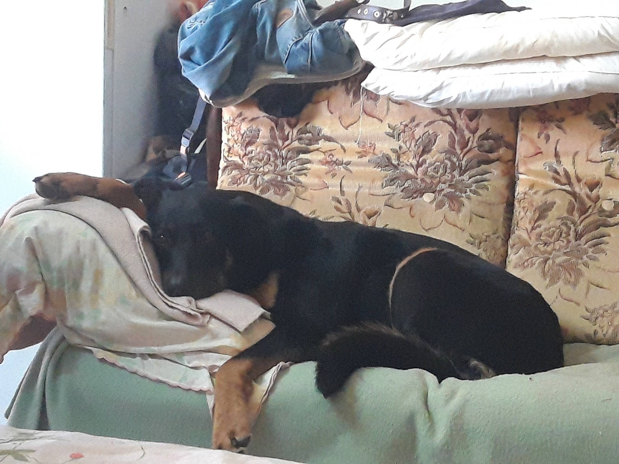 Easy participe au concours pour gagner de l'argent avec cette photo : canidae, carnivore, comfort, companion_dog, dog, dog_breed, guard_dog, hunting_dog, nap, sporting_group