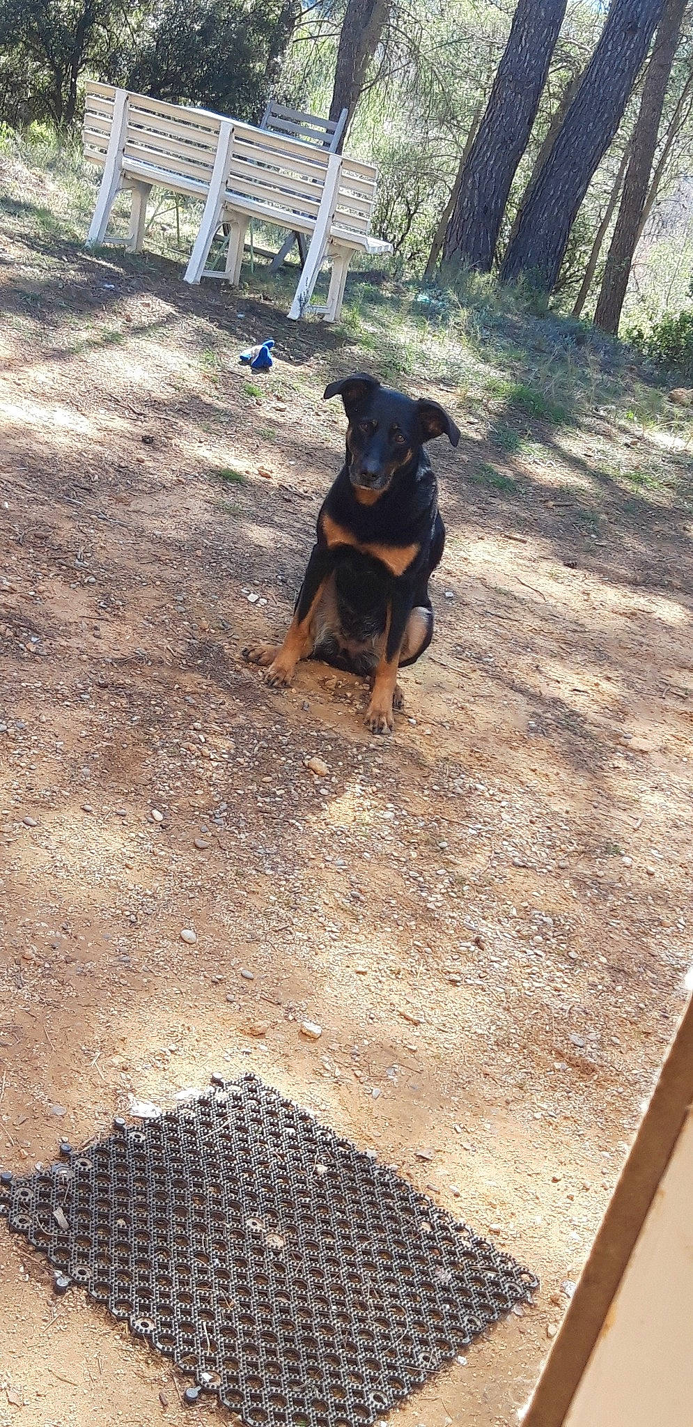 Easy participe au concours pour gagner de l'argent avec cette photo : black_and_tan_terrier, canidae, carnivore, dog, dog_breed, german_pinscher, guard_dog, huntaway, hunting_dog, jagdterrier, mammal, manchester_terrier, miniature_pinscher, pinscher, rottweiler, transylvanian_hound, vertebrate, working_dog