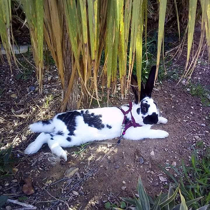 Prince participe au concours pour gagner de l'argent avec cette photo : canidae, carnivore, dog, dog_breed, grass, grass_family, mammal, plant, pointer, puppy, sporting_group, tail, treeing_feist