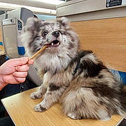 Diego a rejoint le concours — aidez-le/la à gagner de superbes lots ! dog, fluffy, treat, hand, train, table, seat, travel, indoor, pet, animal, fur, brown, white, black, person, human, chewing, cute, companion