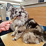 dog, fluffy, treat, hand, train, table, seat, travel, indoor, pet, animal, fur, brown, white, black, person, human, chewing, cute, companion