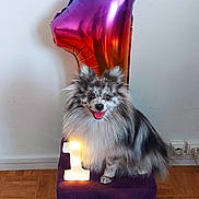 Diego a rejoint le concours — aidez-le/la à gagner de superbes lots ! balloon, black_fur, celebration, dog, electrical_outlet, fluffy, gray_fur, indoor, lighting, long_hair, number_one, pet, portrait, purple_ottoman, sitting, small_dog, smiling, wall, white_fur, wood_floor