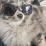 dog, sunglasses, fluffy, couch, pet, relaxed, indoors, fur, animal, cute, portrait, fashion, accessory, resting, companion, cozy, domestic, wearing, chill, comfort