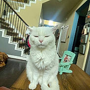 Box is registered to the contest to win money with this photo: cat, white_cat, table, indoor, stairs, dog, brown_dog, wood_floor, chair, photo_frame, home_interior, pet, furniture, domestic, animal, relaxed, fluffy, wood, household, resting