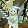 cat, white_cat, table, indoor, stairs, dog, brown_dog, wood_floor, chair, photo_frame, home_interior, pet, furniture, domestic, animal, relaxed, fluffy, wood, household, resting