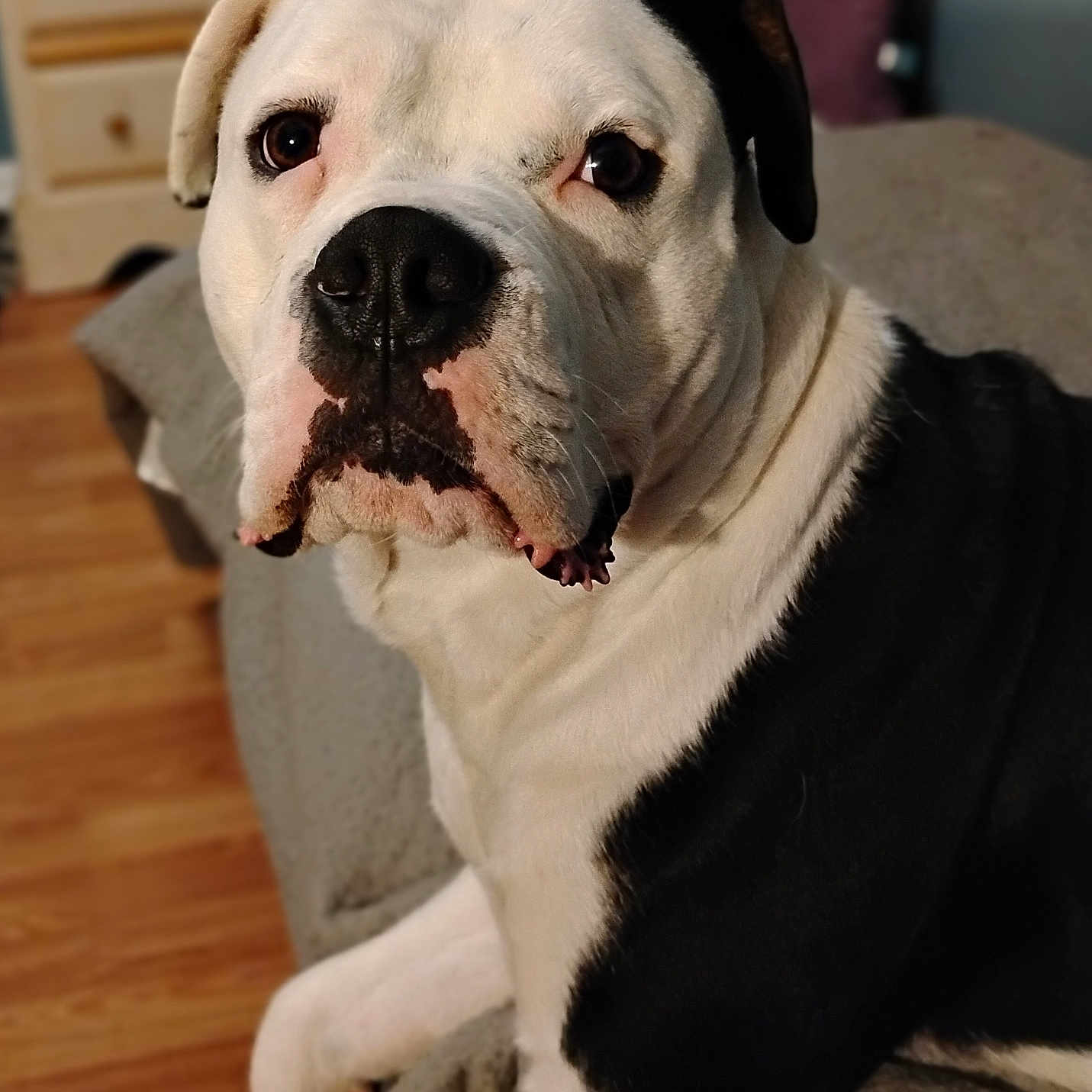 Pimpin joined the competition — help win amazing prizes! animal, black_and_white, blanket, canine, close_up, companion, couch, dog, domestic_animal, ears, face, fur, furniture, indoor, looking, nose, pet, portrait, sitting, wooden_floor