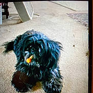 Javajoe is registered to the contest to win money with this photo: animal, background, black_dog, carpet, corner_rug, cracked_screen, dog, domestic, fan, floor, fluffy, fur, household, indoor, laying_down, object_in_mouth, pet, relaxed, small_dog, toy
