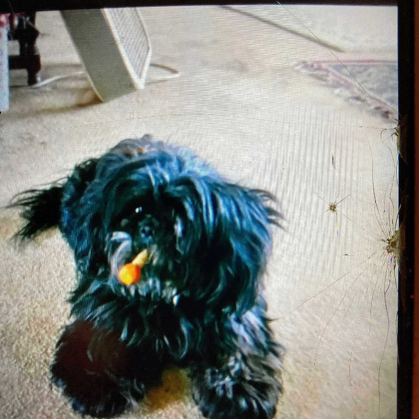 Javajoe is registered to the contest to win money with this photo: animal, background, black_dog, carpet, corner_rug, cracked_screen, dog, domestic, fan, floor, fluffy, fur, household, indoor, laying_down, object_in_mouth, pet, relaxed, small_dog, toy