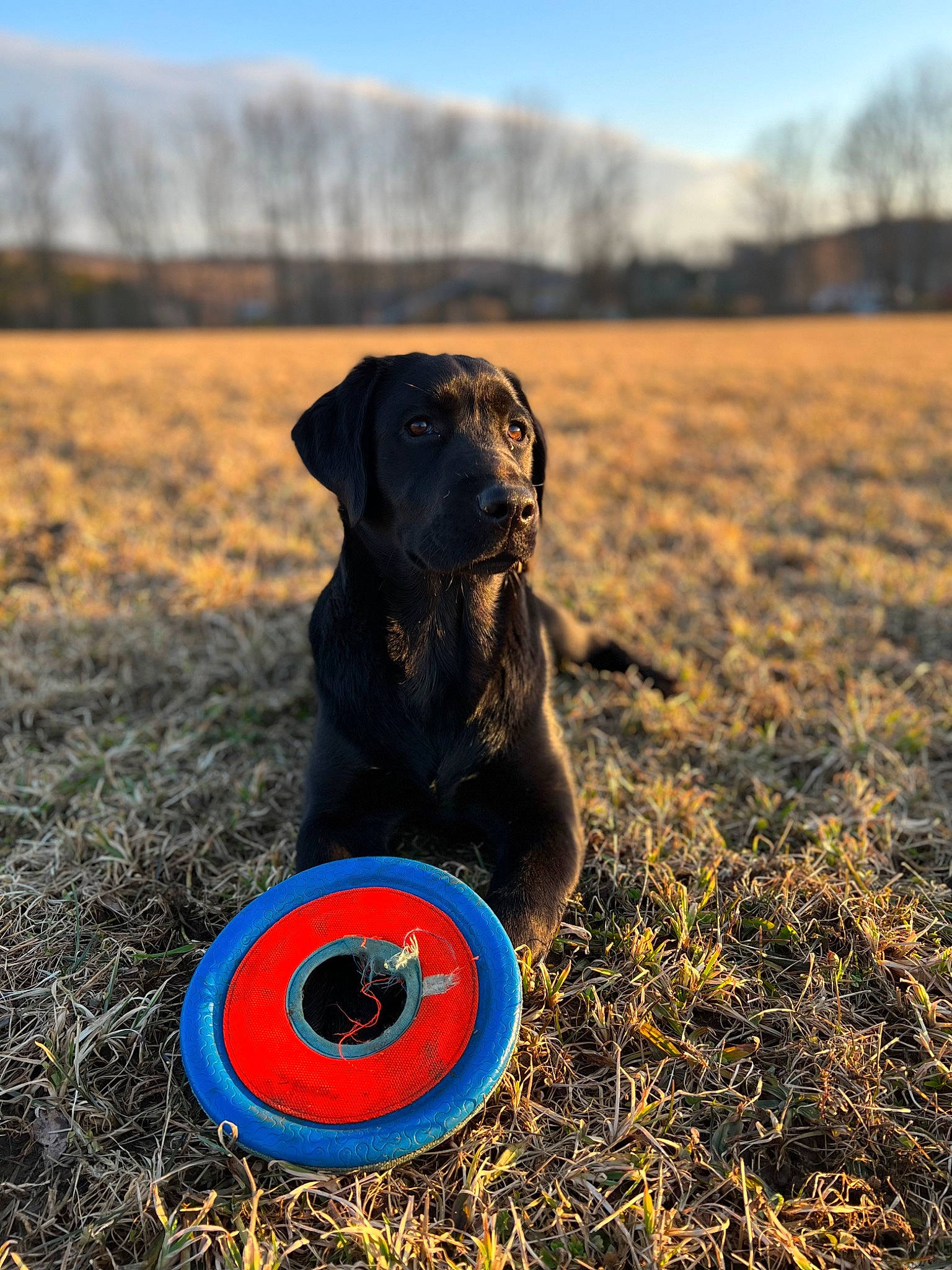 Lucy is registered to the contest to win money with this photo: canidae, carnivore, companion_dog, disc_dog, dog, dog_breed, dog_collar, electric_blue, grass, grassland, landscape, meadow, pasture, recreation, sky, soil, sporting_group, tail, wood, working_animal