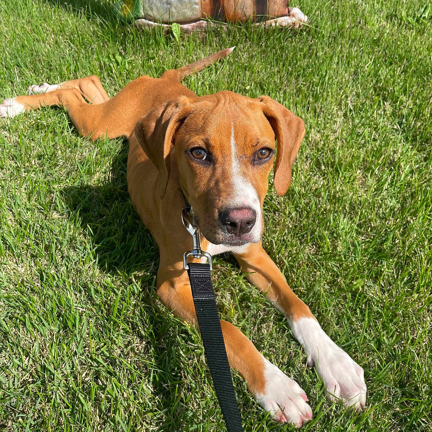 Zeus is registered to the contest to win money with this photo: animal, brown_dog, canine, collar, curious, daylight, decorative_doghouse, dog, grass, greenery, leash, nature, outdoor, pet, playful, relaxed, summer, sunlight, white_paws, young_dog