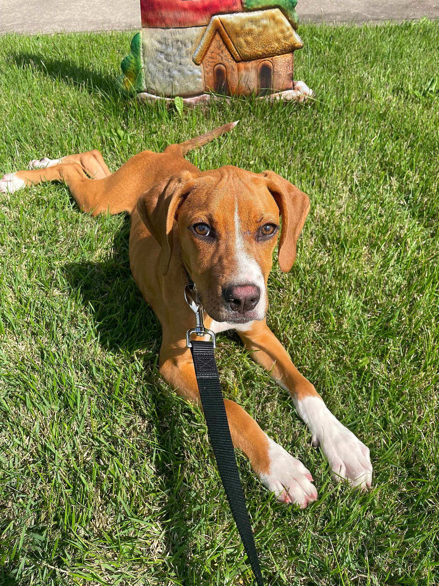 Zeus is registered to the contest to win money with this photo: dog, grass, leash, outdoor, sunlight, brown_dog, white_paws, decorative_doghouse, pet, canine, animal, nature, greenery, playful, relaxed, curious, summer, daylight, young_dog, collar